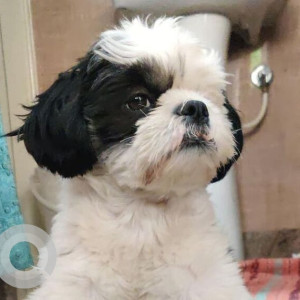 Missing: Black and White Male Shih Tzu Dog from Malathalli