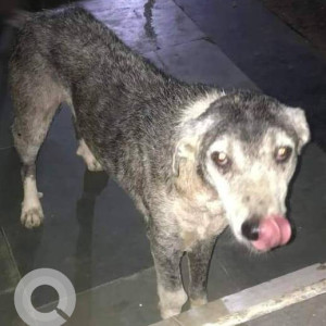Missing: White and Grey Male Indie Dog from Malad West, Chincholi Fatak - Pawan baug - Witty international school - R S collage on S V road