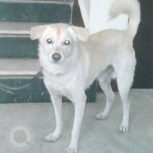 Found: White Male Indie Dog from MCCH Society, Panvel