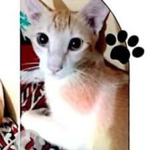 Missing: White-Brown Mix Male Indie Cat from A-Type, Sector 13, New Panvel