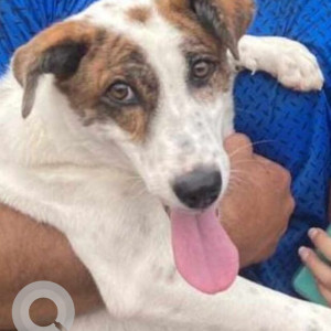 Missing: White-Brown Mix Female Indie Dog from Village near Pet Play Boarding, Timmisandra