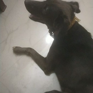Missing: Brown Male Indie Dog from Meerpet, Police station