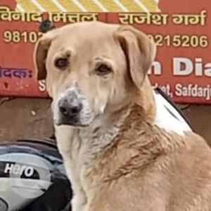 Missing: White-Brown Mix Male Indie Dog from Central Market A1 Block Safdarjung Enclave