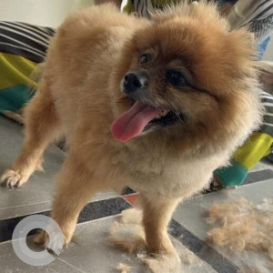 Missing: Brown Male Pomeranian Dog from Road no : 8 , Hastinapuram North Extension,Sagar road , Hyderabad
