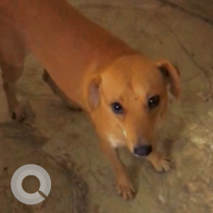 Missing: Brown Male Indie Dog from Mukram park, Tilak nagar, Delhi