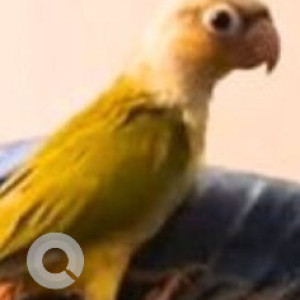 Missing: Green Female Conure Parrot from Rajkumar road, Rajajinagar, Bengaluru