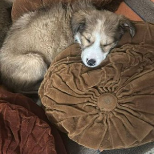 Missing: White-Brown Mix Female Indie Dog from KR Garden Murugeshpalya near A2Z supermarket