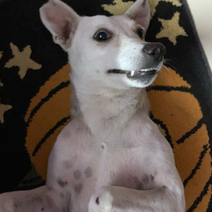 Missing: White Female Cretan Hound Dog from RK Puram, Sector 6, New Delhi