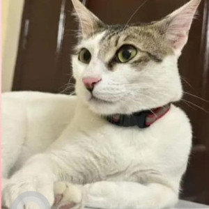 Missing: White and Grey Male Indie Cat from Sarovar Apartments, Manjunath layout, kundalahalli near more market