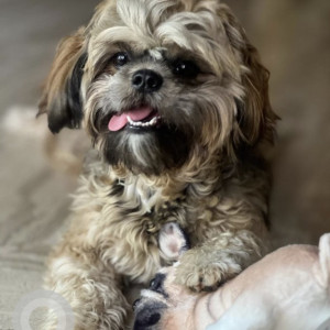 Found: Brown Female Shih tzu Dog from Hosakerehalli Pesit College