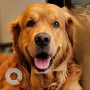 Missing: Brown Male Golden Retriever Dog from Mallepalli, Hyderabad