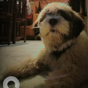 Missing: Brown Male Lasha Apsho Dog from Ram nagar shahdara, Delhi