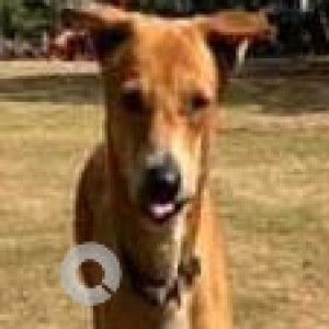 Missing: Brown Male Indie Dog from Mount Mary church / bandstand, Bandra west