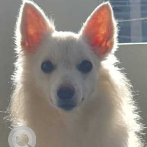 Missing: White Male American Eskimo crossed with Pomeranian Dog from Basaveshwarnagar 3rd stage 4th phase