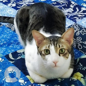 Missing: Black and White Male Indie Cat from RK Hegdenagar, Shirdi Sai Ratan layout 1st cross