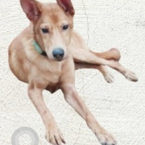 Missing: Brown Male Indie Dog from JP Nagar 7th Phase