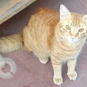 Missing: Orange Male Indie Cat from Lakshmi Street, Extension 2, Villivakkm