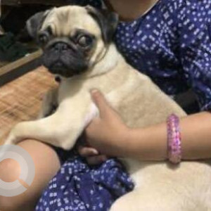Missing: White Female Pug Dog from Kalwa market,  Manisha Nagar