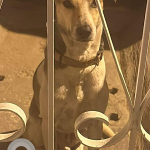Found: White-Brown Mix Male Indie Dog from Cooke Town Oppo fortune residency
