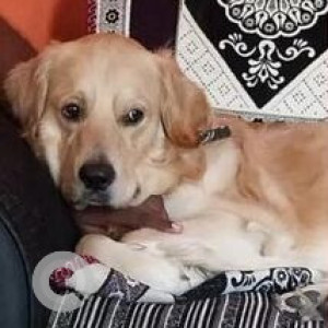 Missing: Golden Male Golden Retriever Dog from Rajajinagar 1st N Block, near Vidya Vardhak School