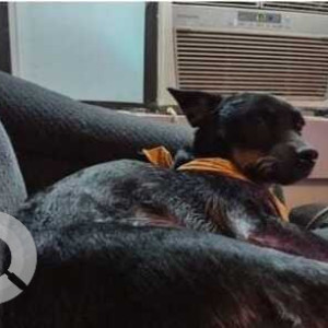Missing: Black and Brown Female Blue heeler Dog from Near Trinity Lane, Old Matthews road, Nashville, Tennessee