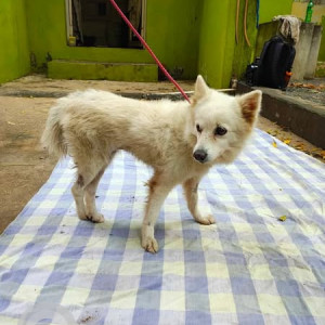 Found: White Female Indian Spitz Dog from Poonamallee High Road, behind Egmore Railway Station