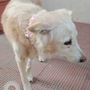 Found: White Female Golden Retriever Dog from CSOI grounds