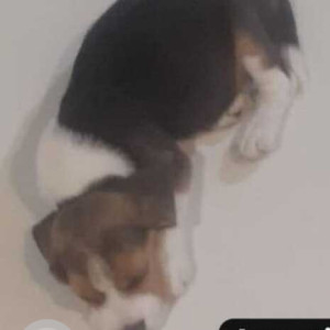 Missing: White-Brown Mix Male Beagle Dog from Banjara Hills Road No. 3, Opp. TV 9