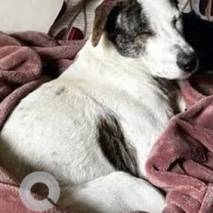 Missing: White-Brown Mix Male Indie Dog from Dinnur, RT Nagar, Bangalore