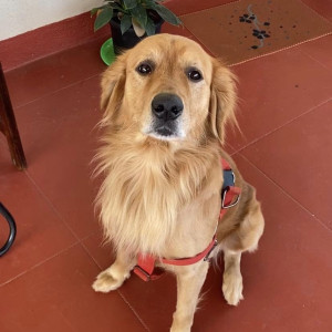 Missing: Brown Male Golden Retriever Dog from Whitefield area