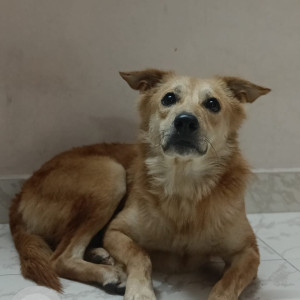 Found: White-Brown Mix Male Indie Dog from Ashok Nagar
