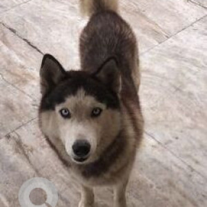 Missing: White and Grey Female Husky Dog from Ghudani Kalan, Punjab