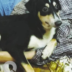 Missing: Black and Brown Female Indie Dog from Borivali IC colony