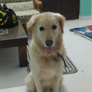 Found: White Male Golden Retriever Dog from Hyderabad near NCC Cyber Urbania, Tellapur
