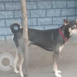 Missing: Black and White Male Indie Dog from Matunga ,Wadala