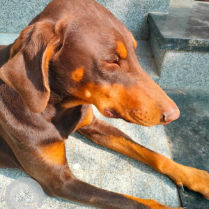 Found: Brown Male Dobermann Dog from 377, 2nd A main Rd, HBR Layout 2nd block, 1st stage, HBR Layout, Bengaluru, Karnataka