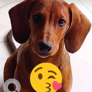 Brown Male Dachshund Dog is Missing from Majnu ka Tila