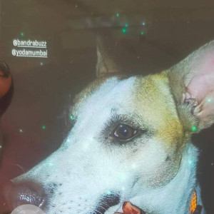 Missing: White-Brown Mix Female Indie Dog from 35th Road khar West