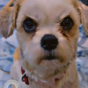 Missing: White Female Shih Tzu Dog from Turkapally Bolarum Near Orchids School