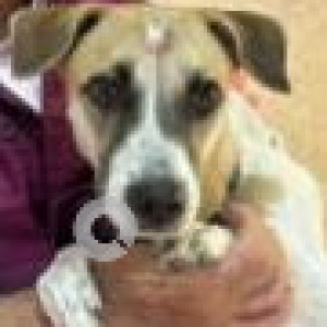 White-Brown Mix Female Indie Dog is Missing from 3/105, Vivek Khand behind ICICI bank