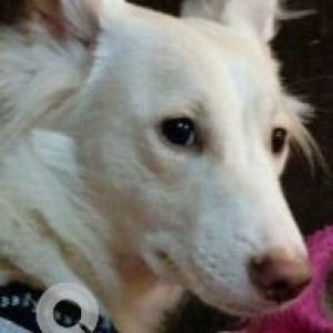 Missing: White Female Pomeranian - Indie mix Dog from Ambika Puri extention airport road Indore