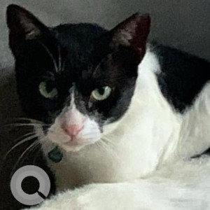 Missing: Black and White Female Indie Cat from Santacruz, East Golibar