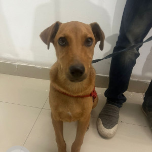 Found: Brown Male Indie Dog from Bannerghatta Road, near Kalena Agrahara, opposite to MK Central and Fab India