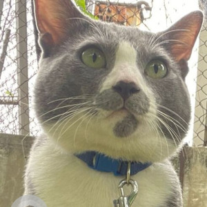 Missing: White and Grey Male short hair Russian blue Cat from Yousufguda, Sri Krishna Nagar Near Sai Ram High School