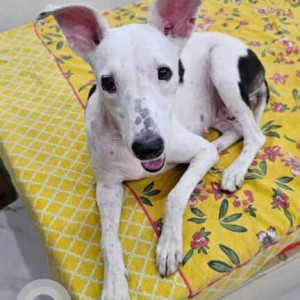 Missing: Black and White Female Indie Dog from Timarpur