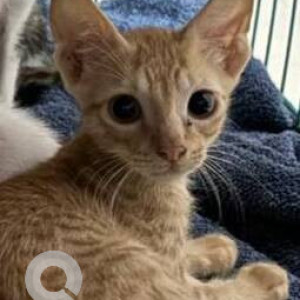 Missing: Brown Female Indie Cat from Golden Isle, Royal Palms, Aarey Colony, Goregaon, Mumbai