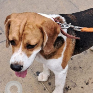 Found: White-Brown Mix Male Beagle Dog from RBI Layout Brigade Gardenia Park