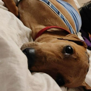 Missing: Brown Male Indie Dog from Decathlon Hennur Road