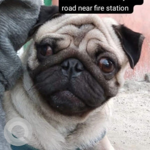 Missing: White Male Pug Dog from Mysore road near fire station, Chamrajpet