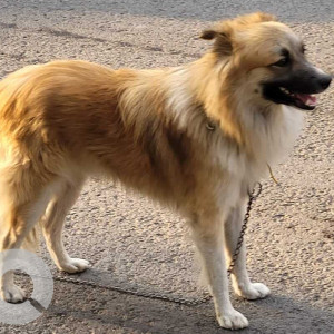 Found: White-Brown Mix Female Sheltie Dog from Delhi Public School , Mohammed Wadi Near Nyati Iris gate